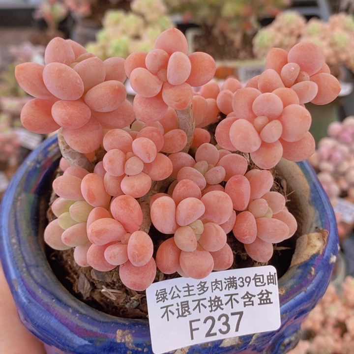 鱼子酱老桩有砍9cm237多肉植物