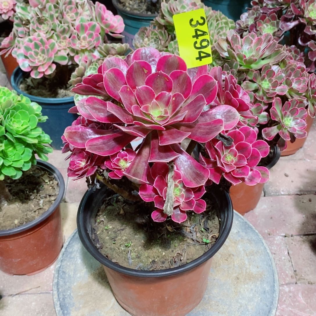 美杜莎多肉植物3494
