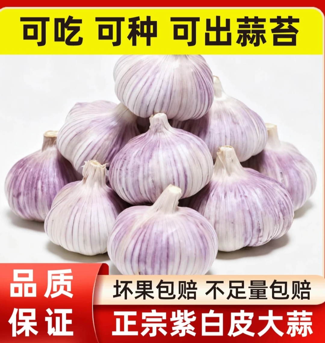 农家自种紫白皮干蒜大蒜新鲜现挖香辣饱满可吃可种
