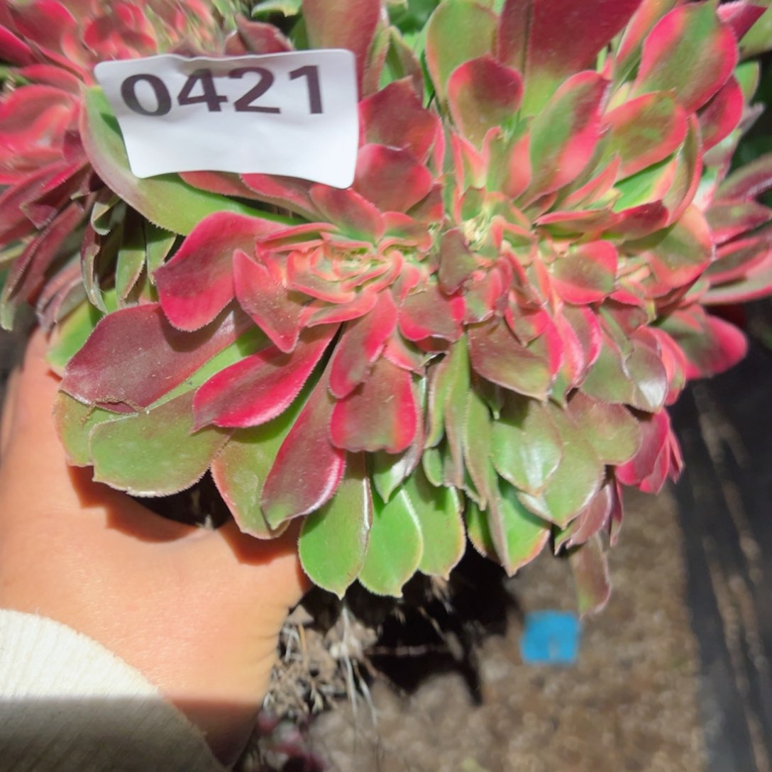 421 号多肉植物法师新年福利