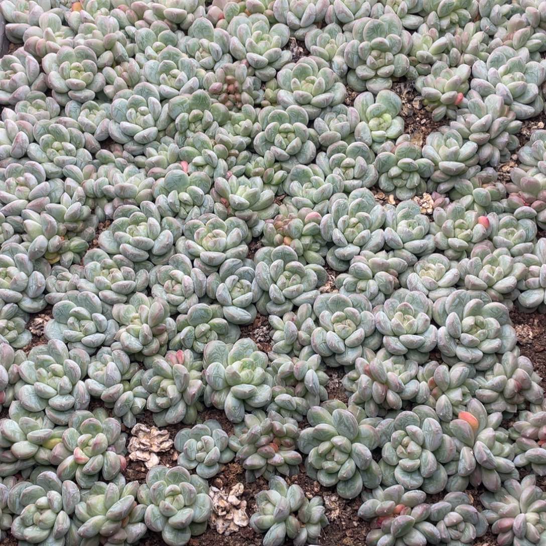 云糖心多肉植物007