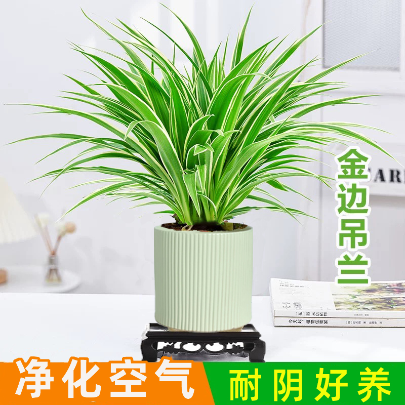 无品牌金边吊兰盆栽室内植物办公室桌面绿植四季常青好养活