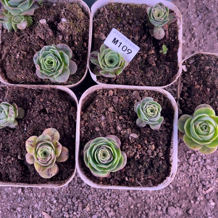 苗苗杨杨山地玫瑰不知名小苗10颗