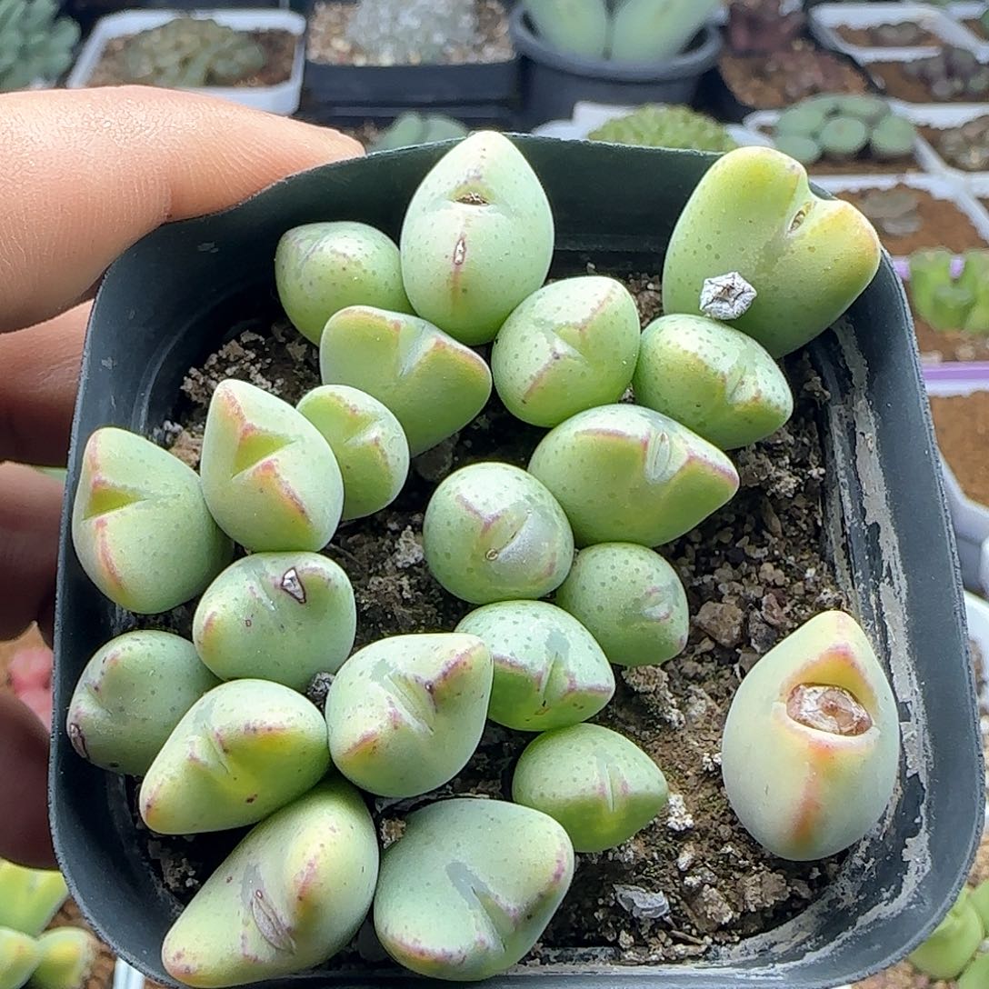 28包邮脱土发货25972