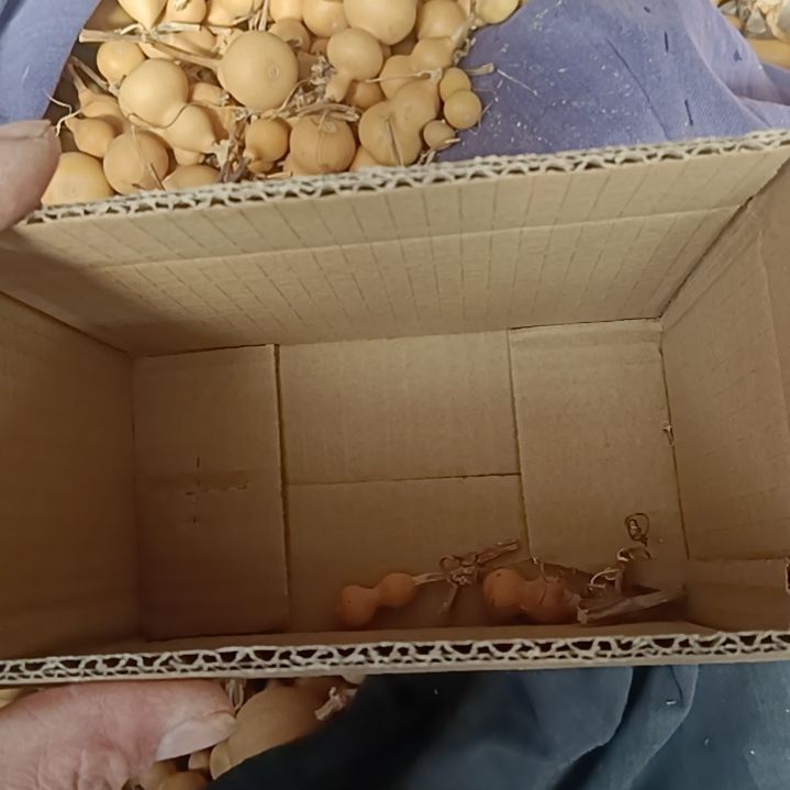 y***0天然葫芦100个草里金葫芦