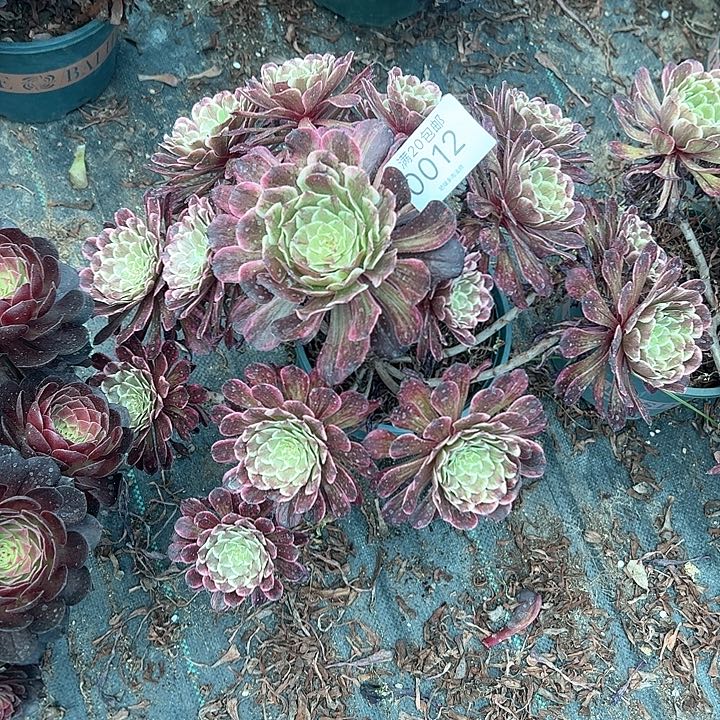 0012水墨画多肉植物