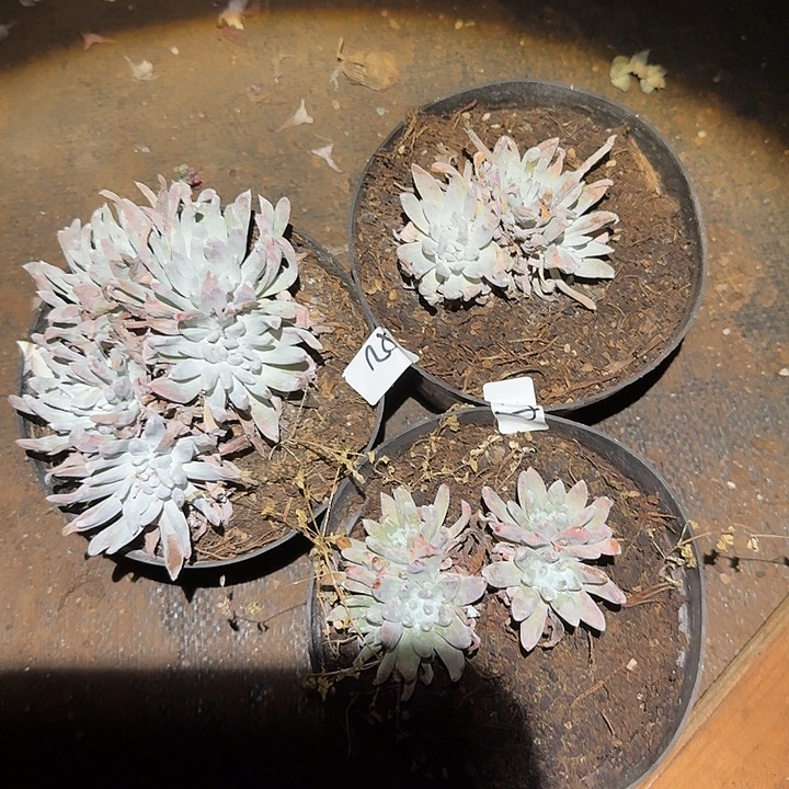 3颗白姆仙女杯多肉福利