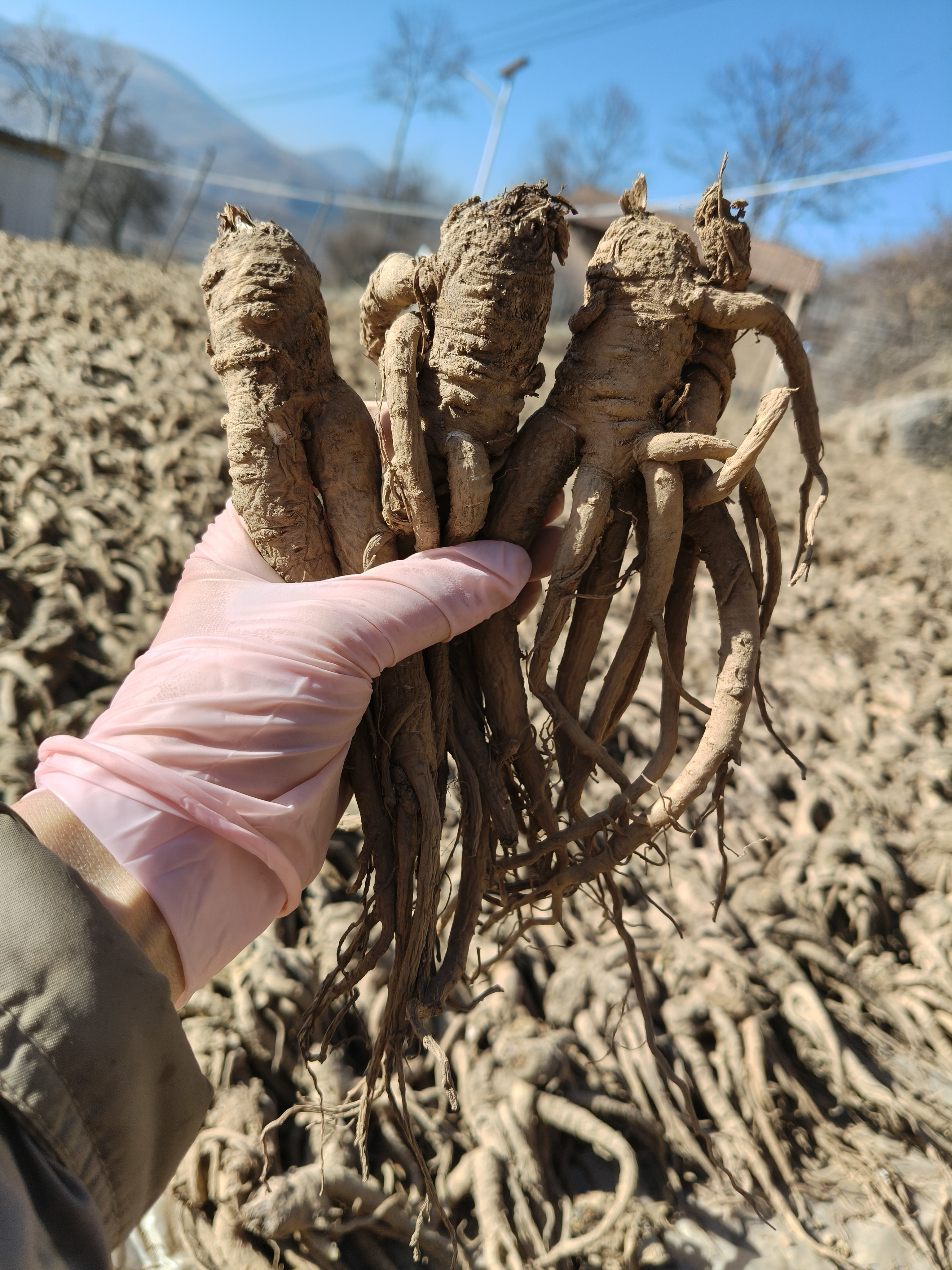 甘肃岷县新鲜当归现挖无熏硫产地直发煲汤炖肉养生煮水泡酒（小条）