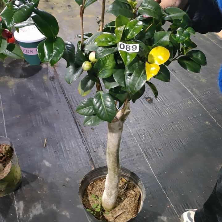 89五品，原盆原土发货了