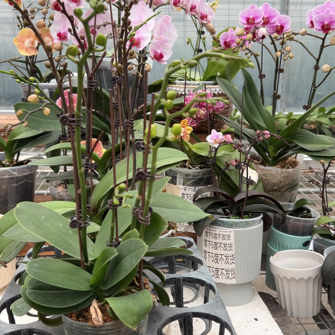 完全开放5696蝴蝶兰