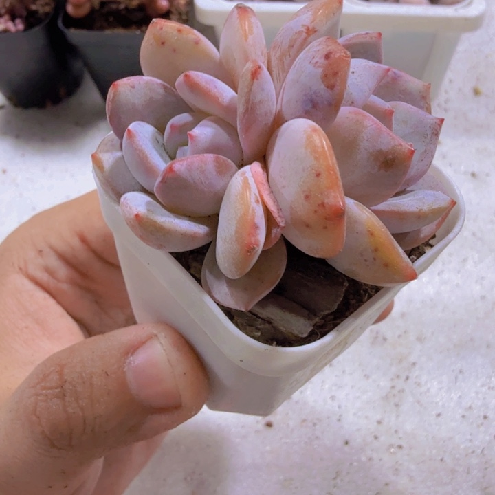 韩版奶茶双头一颗