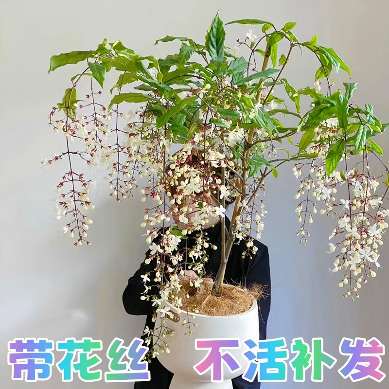 垂丝茉莉盆栽带花苞老桩阳台室内垂吊风车易活绿植物花卉四海棠树