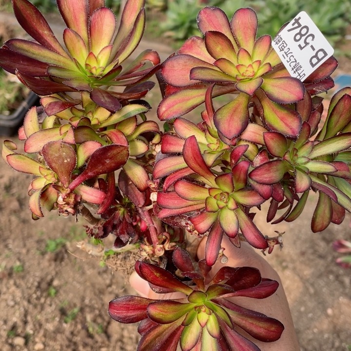 584魅力有砍头12345678