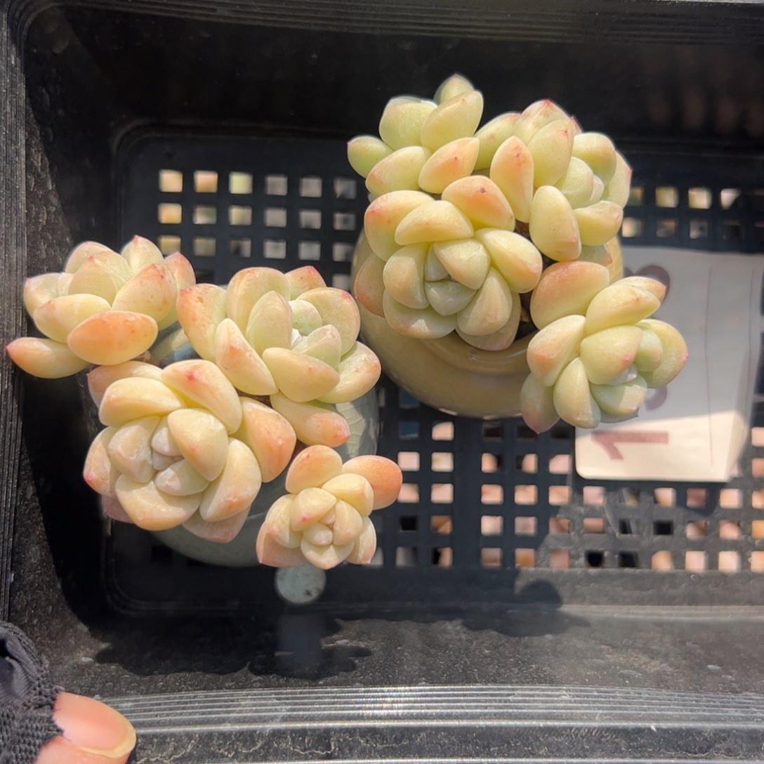 俩个四头冰玉带盆发1368