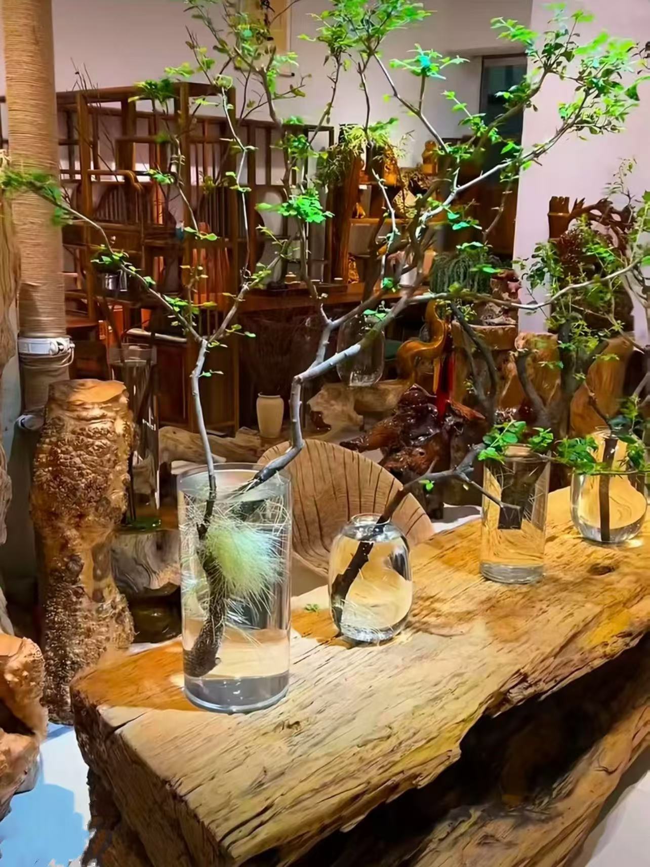 水培小叶女贞发根植物室内好养易活四季常青绿植