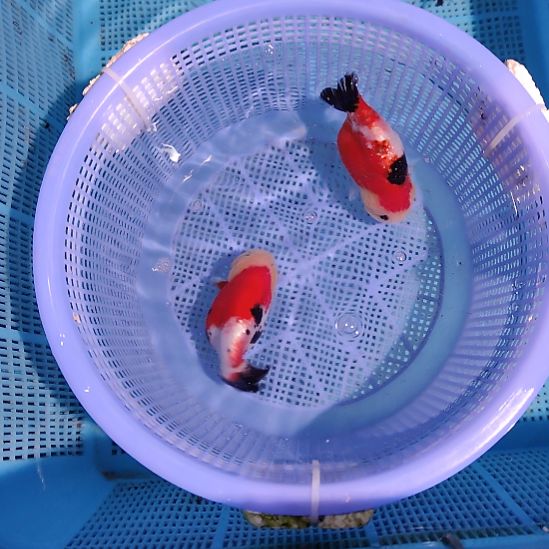 金鱼085兰寿两只特价顺丰包邮