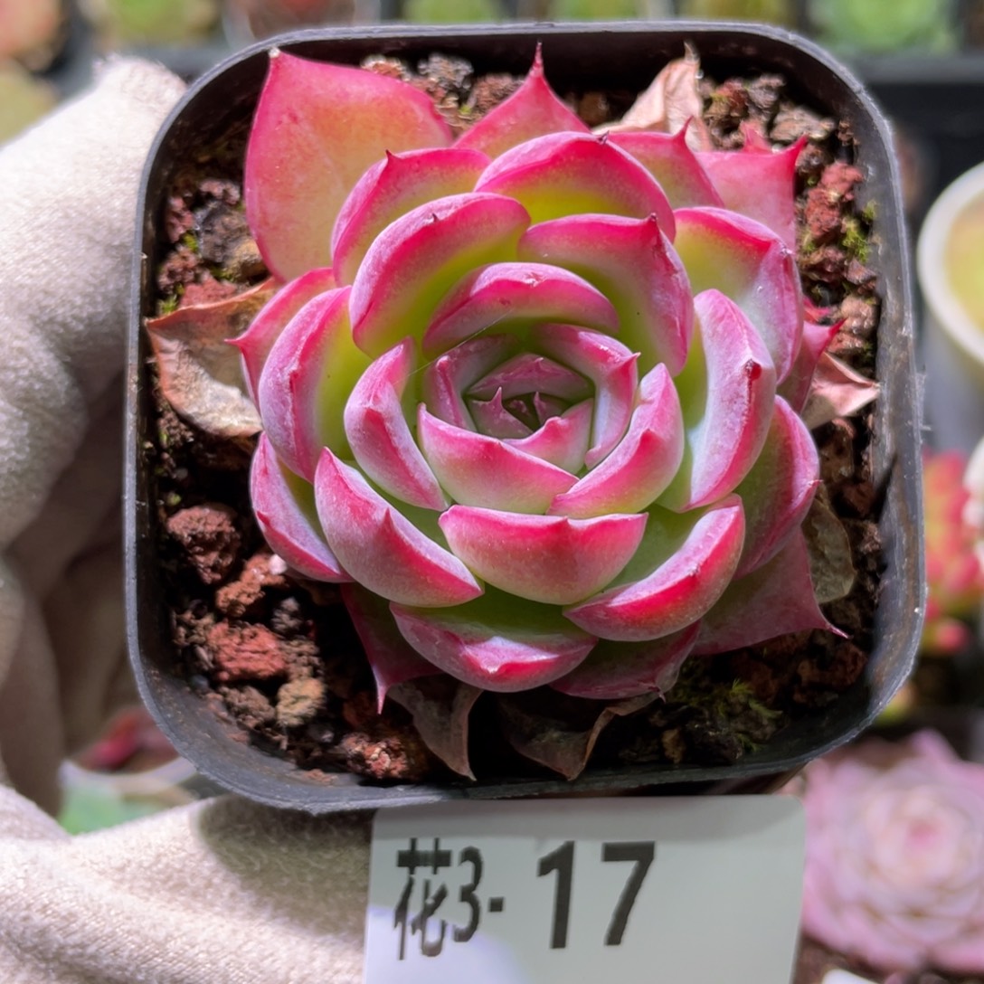 花利美3-17侧影单头