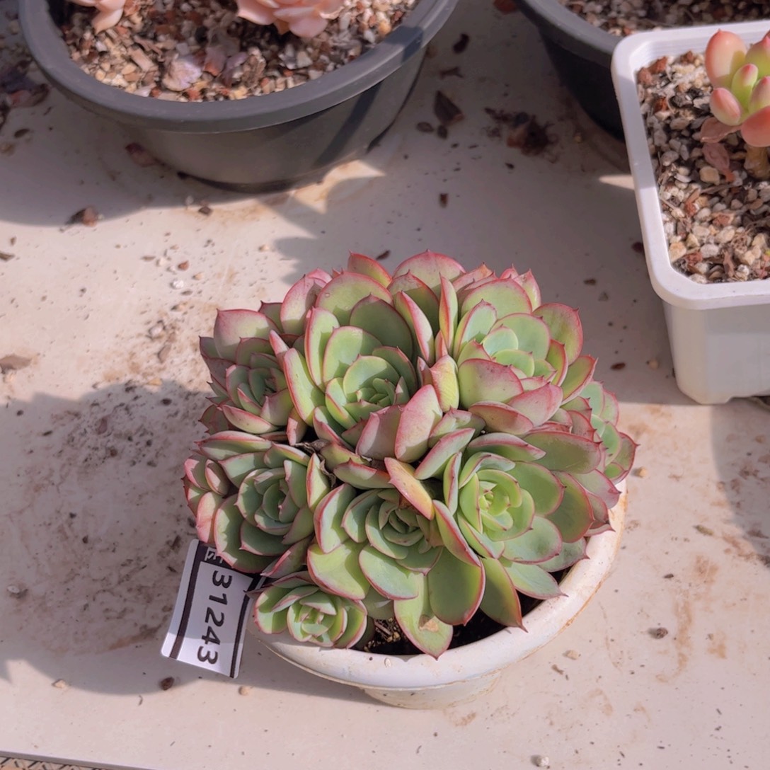 牡丹亭多肉植物31243