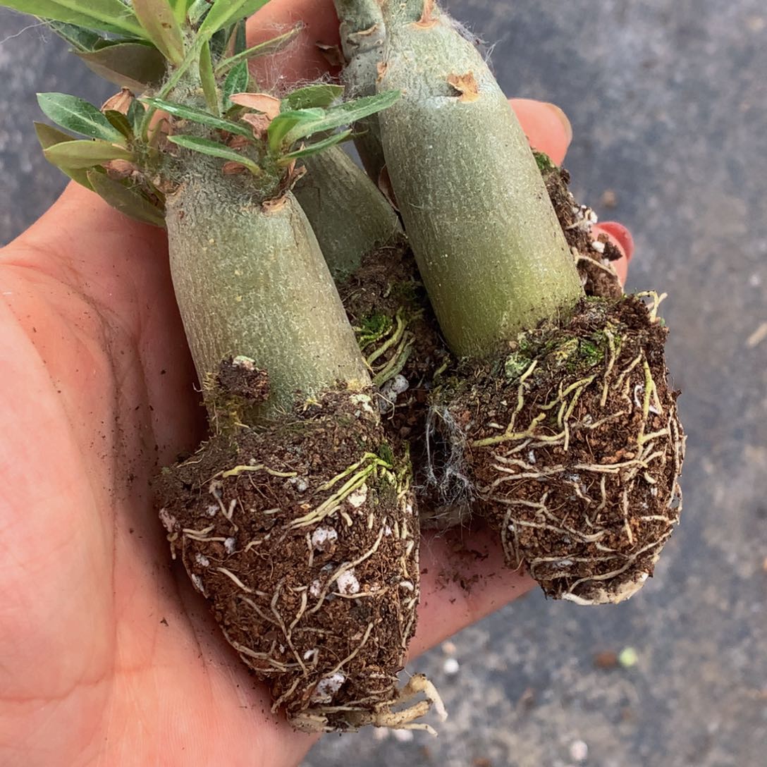 沙漠玫瑰 3颗 （满9.99包邮 不满9.99发叶子）