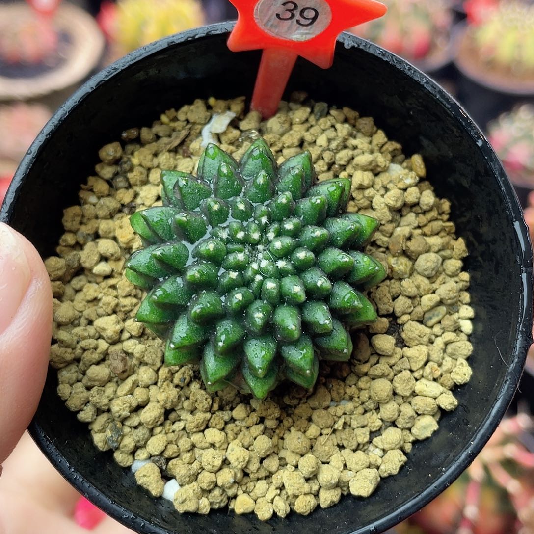 1-39貘缀3.8厘米…