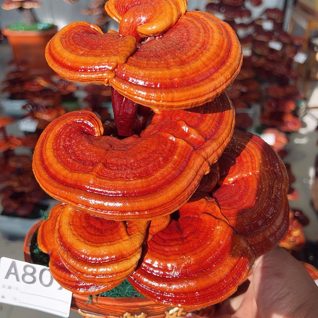 无花朵灵芝盆景809