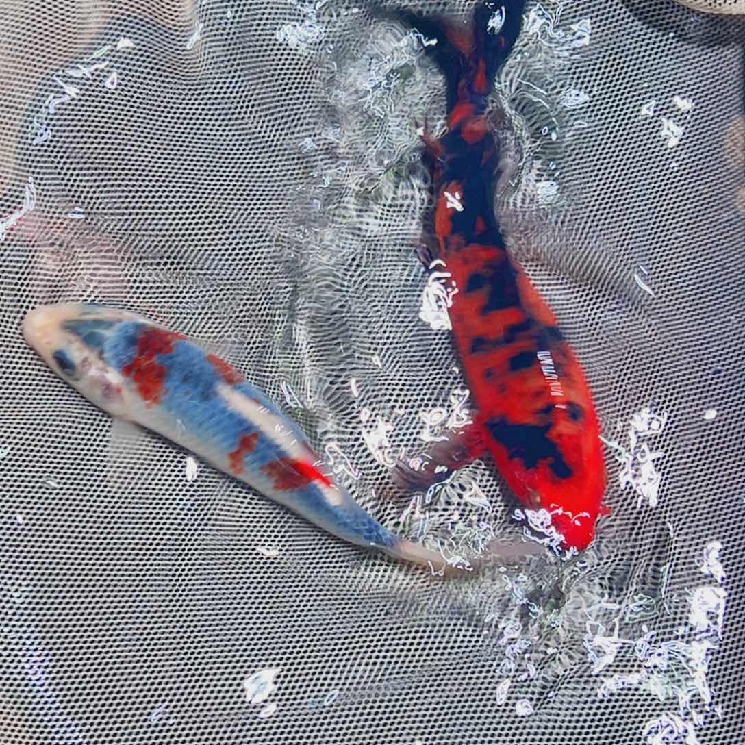 锦鲤锦鲤观赏鱼1111