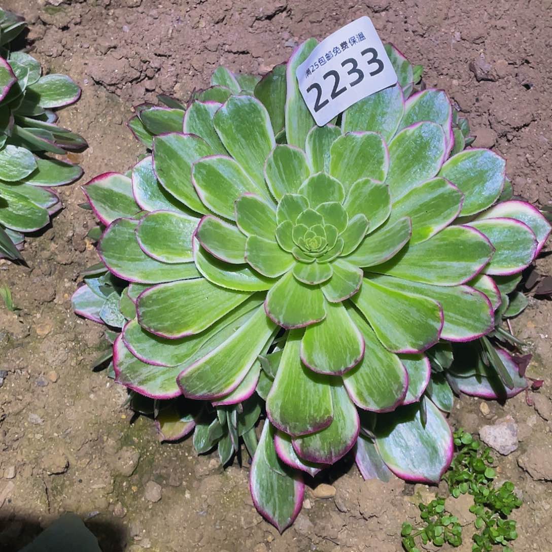 2233万花筒多肉植物