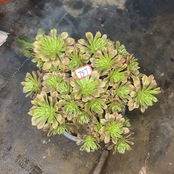 黄花梨有砍丛林朵朵757
