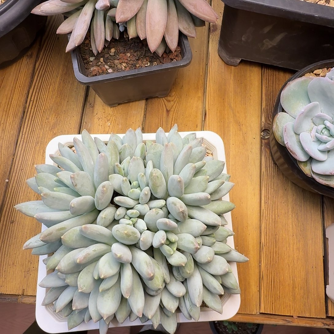 蔬***子新品美人，一物一拍