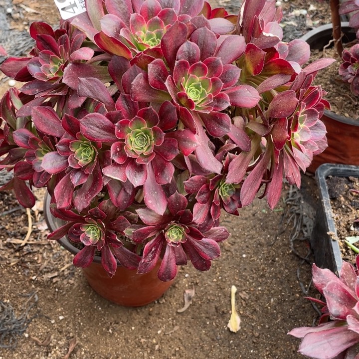 983号安娜多肉植物