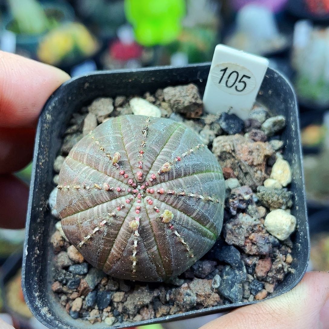 非偏远地区满25包邮仙人球