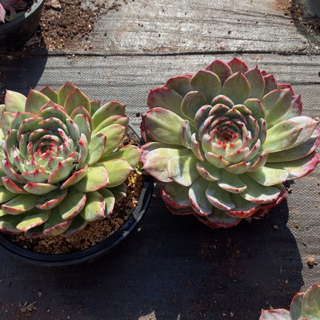 燕***哈哈哈哈哈哈vv好宝贝宝贝不好宝贝宝贝