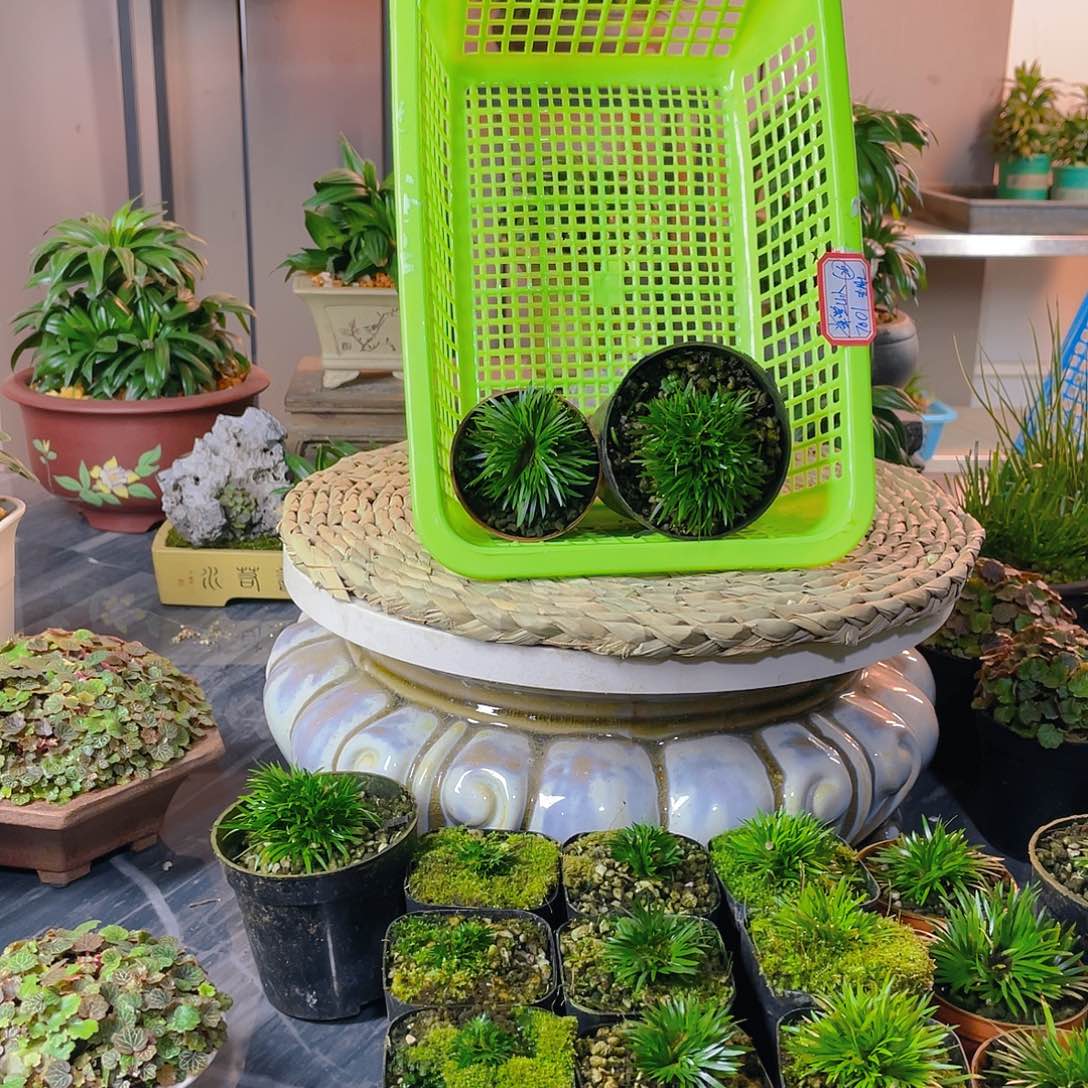 【闪购商品】完全开放