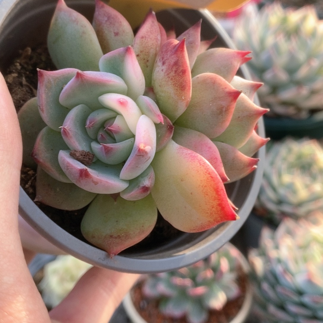 155锦锦锦锦锦锦锦