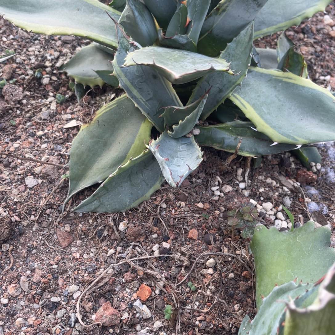 海洋之心侧芽有根