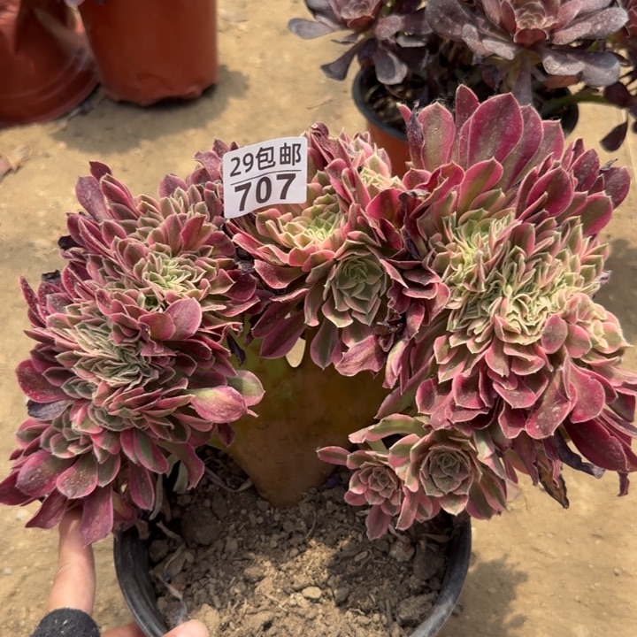 女巫缀……多肉植物……