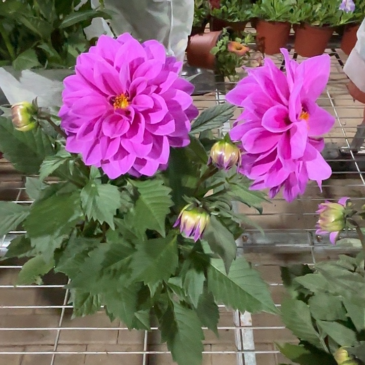 全部花苞紫色小丽