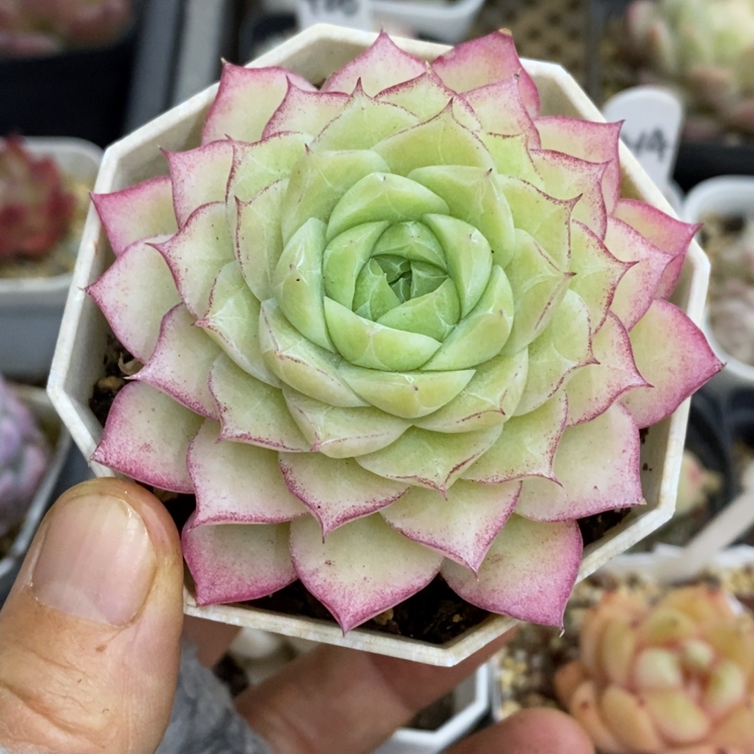 精品多肉一物柏不包整102