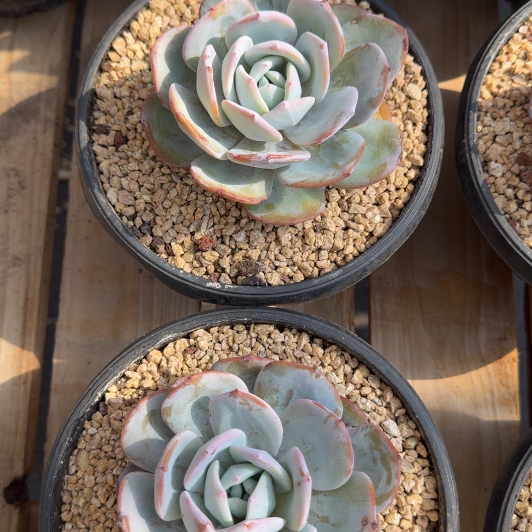 韩版奶茶，拍1发2，包正版