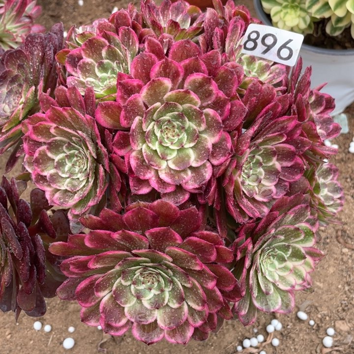 896多肉植物油彩画