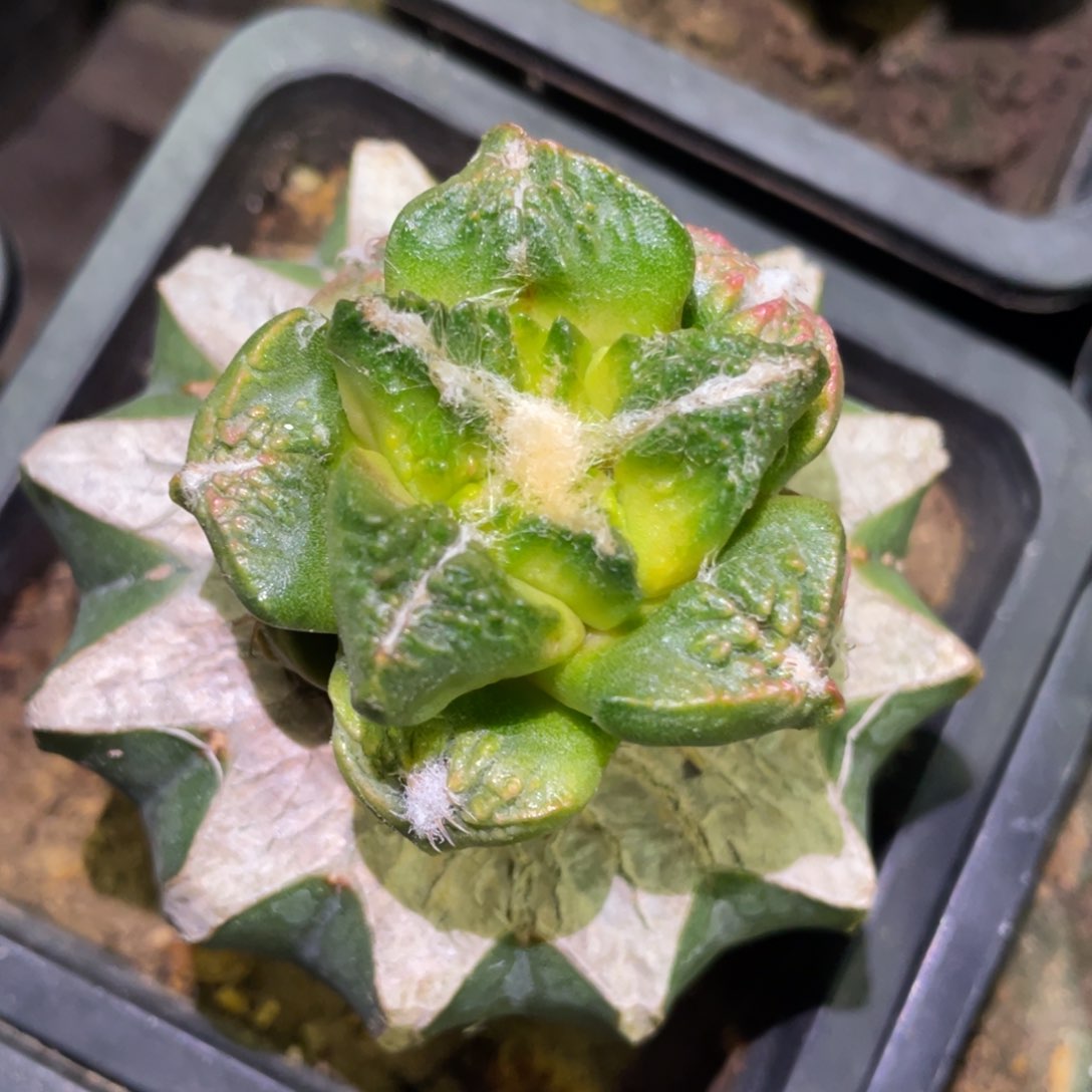 龟甲连山牡丹锦 仙人球