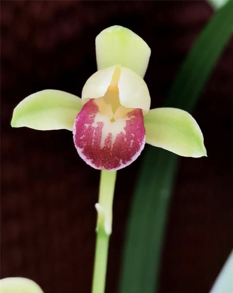 建兰四季兰浓香型兰花好养室内办公室盆栽