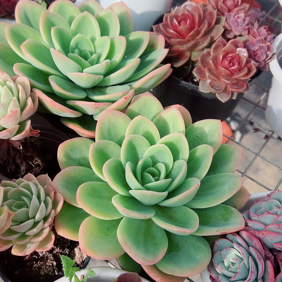 柠檬茶大单头精品特价