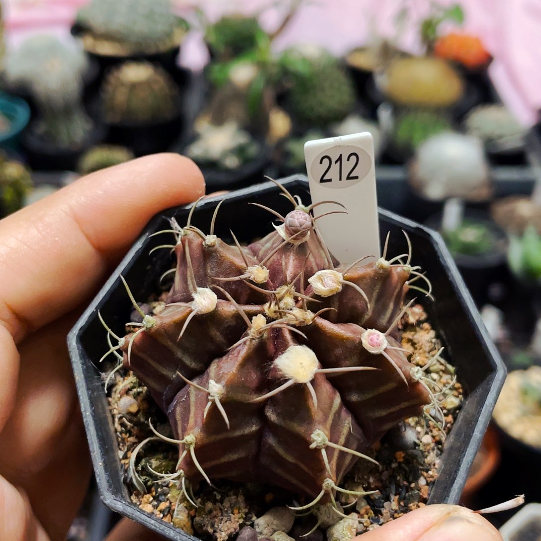 仙人球裸根25包邮皮色米哈