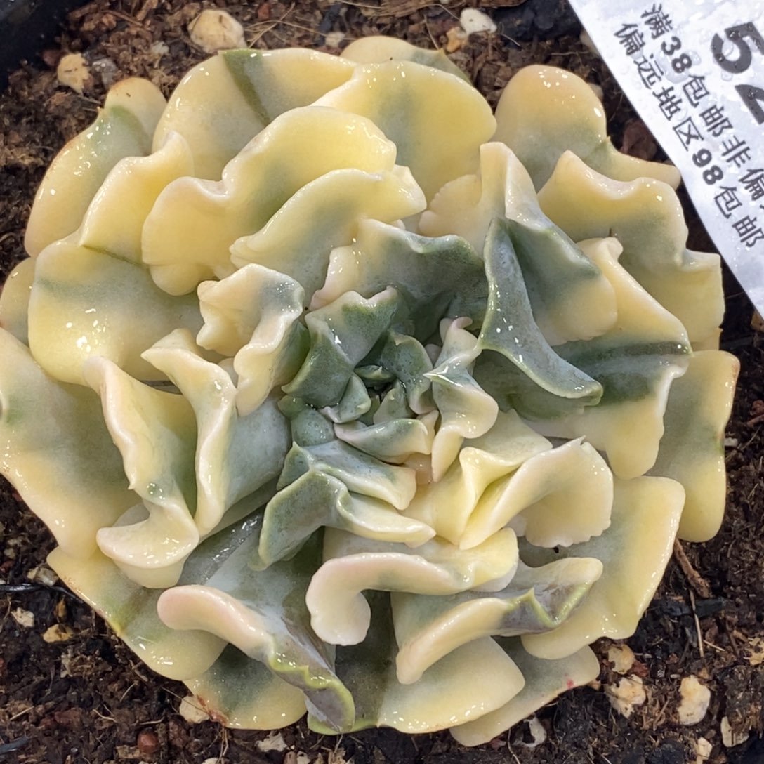 528利比里亚锦大花脸