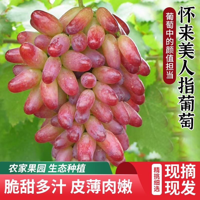 怀来美人指葡萄脆甜多汁皮薄肉嫩细长饱满营养美味当季新鲜水果