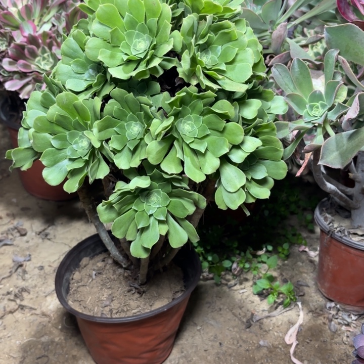 多肉植物法师绿羊绒23