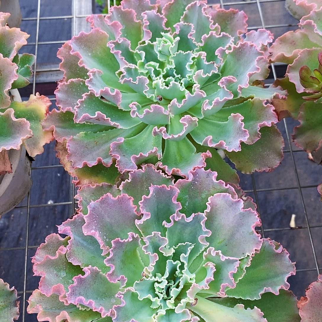 婚纱大单头精品特价