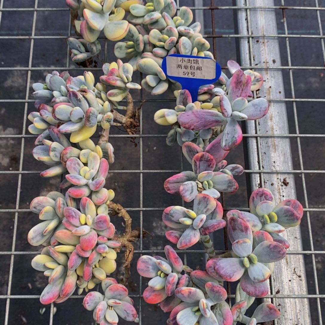 59-精品乒乓福娘锦多头大群一个