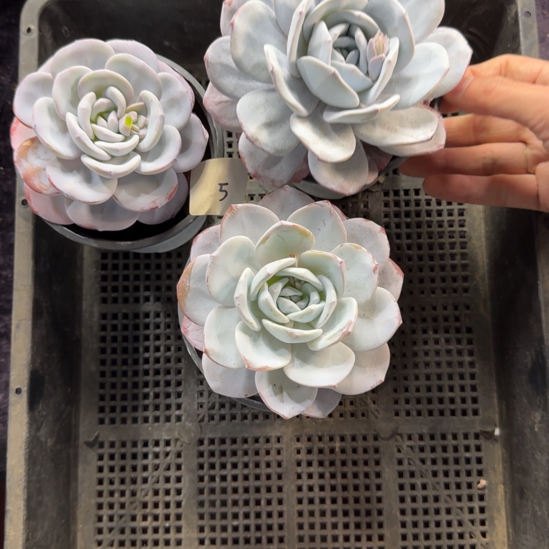 莫***菜雪莲3颗一起一物一拍5号